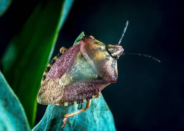 Carpocoris Purpureipennis Gros Plan Insecte Sur Une Plante Verte Dans — Photo