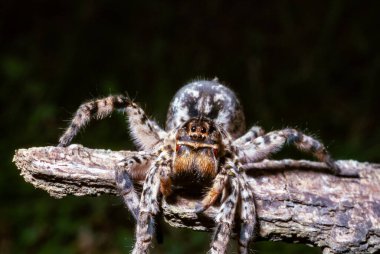 Lycosa singoriensis - Güney Ukrayna 'da yer altında dikey yuvalarda yaşayan büyük bir örümcek.