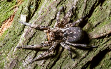 Lycosa singoriensis - Güney Ukrayna 'da yer altında dikey yuvalarda yaşayan büyük bir örümcek.