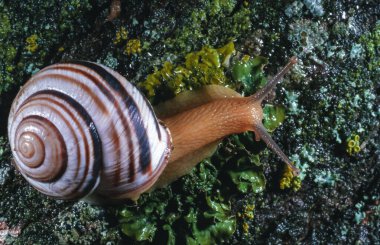 Cepaea vindobonensis - Güney Ukrayna 'da sürünen bir istiridyenin yakın çekimi