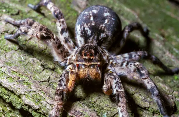 Lycosa singoriensis - Güney Ukrayna 'da yer altında dikey yuvalarda yaşayan büyük bir örümcek.