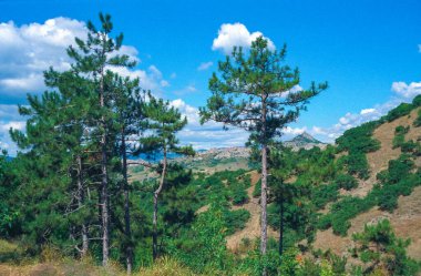 Karadağ dağlarının yamaçlarında çam yetişiyor, Kırım
