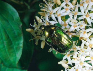 Yeşil gül chafer, Cetonia aurata - beyaz çiçekli büyük yeşil böcek, Güney Ukrayna