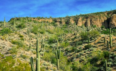 Üç Dev Saguaros (Carnegiea Gigantea), Arizona, ABD 'deki taş çölünde dev kaktüsler.