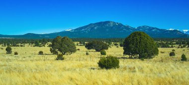 Arizona, ABD 'de kış boyunca arka planda sarı çimenleri, kozalaklı ağaçları ve dağları olan kuru çayırlar.