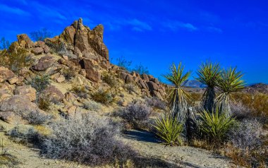 Kaliforniya 'da kayalık çöl manzarası, yukka, kaktüs ve çöl bitkileri ön planda.