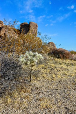 Taş çöl manzarası, Cylindropuntia echinocarpa - Cholla Kaktüs Bahçesi Gün batımı Mojave Çölü Joshua Tree Ulusal Parkı, Kaliforniya