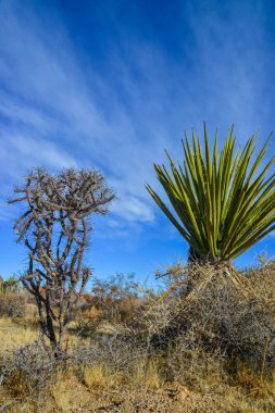 Yucca ve Branched kalem cholla, sillindropuntia ramosissima, Joshua Tree Ulusal Parkı, California