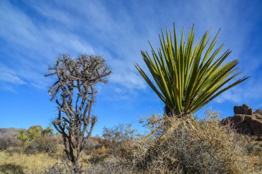 Yucca ve Branched kalem cholla, sillindropuntia ramosissima, Joshua Tree Ulusal Parkı, California