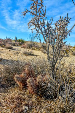 Taştan bir çöl manzarası, taşların arasında bir kaktüs grubu Echinocereus engelmanii, Joshua Tree Ulusal Parkı, California 