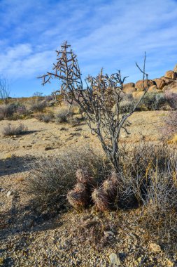 Taştan bir çöl manzarası, taşların arasında bir kaktüs grubu Echinocereus engelmanii, Joshua Tree Ulusal Parkı, California 