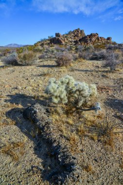 Cylindropuntia echinocarpa - Cholla Kaktüs Bahçesi Gün batımı Mojave Çölü Joshua Tree Ulusal Parkı, Kaliforniya