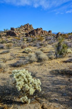 Cylindropuntia echinocarpa - Cholla Kaktüs Bahçesi Gün batımı Mojave Çölü Joshua Tree Ulusal Parkı, Kaliforniya