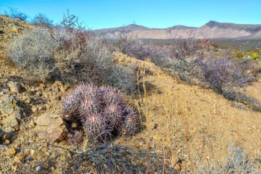 Echinocactus polycephalus, Cottontop Kaktüsü, Çok başlı Barrel Kaktüsü, Cannonball Kaktüsü. Arizona çölünde kaktüs.. 