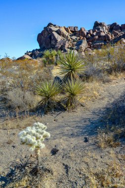 Taş çöl manzarası, Cylindropuntia echinocarpa - Cholla Kaktüs Bahçesi Gün batımı Mojave Çölü Joshua Tree Ulusal Parkı, Kaliforniya