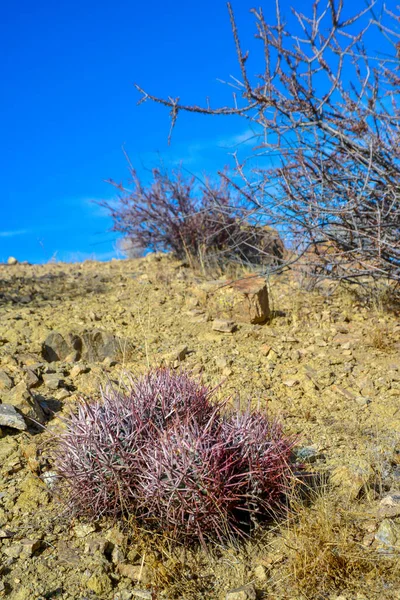 Echinocactus Polycephalus Cottontop Cactus Vierhoofdige Cactus Cannonball Cactus Cactussen Woestijn Stockafbeelding