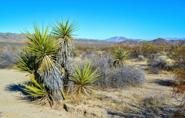 Kaliforniya 'da kayalık çöl manzarası, yukka, kaktüs ve çöl bitkileri ön planda.