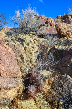 Taştan bir çöl manzarası, taşların arasında bir kaktüs grubu Echinocereus engelmanii, Joshua Tree Ulusal Parkı, California