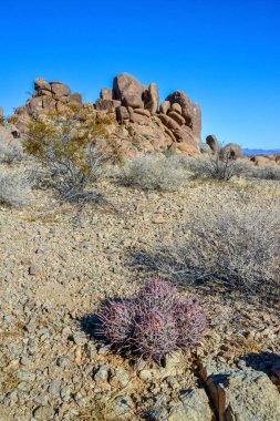 Dağ eteklerindeki taş çölde kaktüs, Echinocactus policephalus (Cottontop Kaktüsü, çok başlı fıçı kaktüsü), Arizona