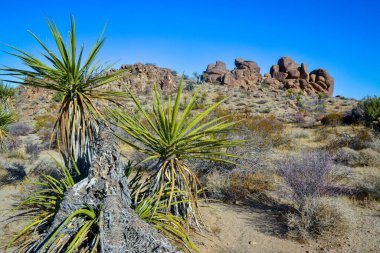 Kaliforniya 'da kayalık çöl manzarası, yukka, kaktüs ve çöl bitkileri ön planda.