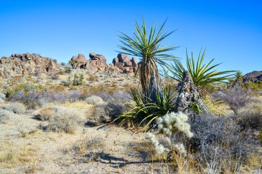Kaliforniya 'da kayalık çöl manzarası, yukka, kaktüs ve çöl bitkileri ön planda.