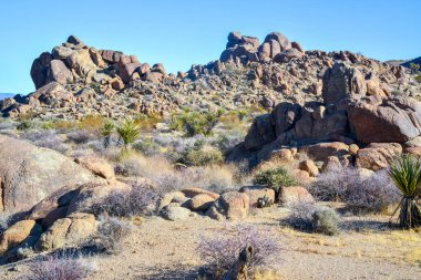 Kaliforniya 'da kayalık çöl manzarası, yukka, kaktüs ve çöl bitkileri ön planda.