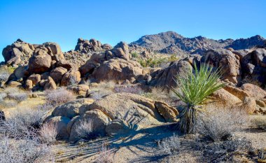 Kaliforniya 'da kayalık çöl manzarası, yukka, kaktüs ve çöl bitkileri ön planda.