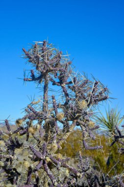 Dallı Kalem Cholla, Klindropuntia ramosissima, Joshua Tree Ulusal Parkı, Kaliforniya