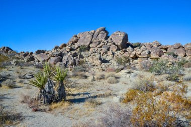 Kaliforniya 'da kayalık çöl manzarası, yukka, kaktüs ve çöl bitkileri ön planda.