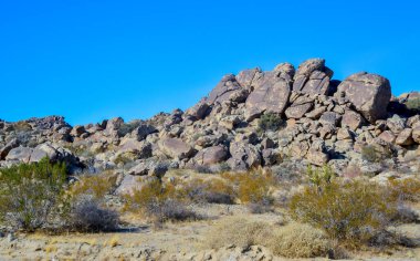 Kaliforniya 'da kayalık çöl manzarası, yukka, kaktüs ve çöl bitkileri ön planda.