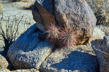Taştan bir çöl manzarası, taşların arasında bir kaktüs grubu Echinocereus engelmanii, Joshua Tree Ulusal Parkı, California
