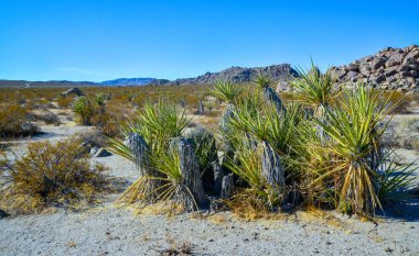 Kaliforniya 'da kayalık çöl manzarası, yukka, kaktüs ve çöl bitkileri ön planda.