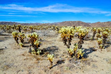 Oyuncak ayı cholla (Cylindropuntia bigelovii). Cholla Kaktüs Bahçesi Joshua Tree Ulusal Parkı, Kaliforniya