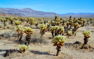 Oyuncak ayı cholla (Cylindropuntia bigelovii). Cholla Kaktüs Bahçesi Joshua Tree Ulusal Parkı, Kaliforniya