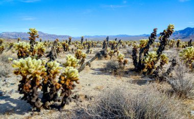 Oyuncak ayı cholla (Cylindropuntia bigelovii). Cholla Kaktüs Bahçesi Joshua Tree Ulusal Parkı, Kaliforniya