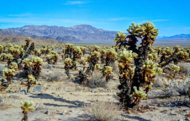 Oyuncak ayı cholla (Cylindropuntia bigelovii). Cholla Kaktüs Bahçesi Joshua Tree Ulusal Parkı, Kaliforniya