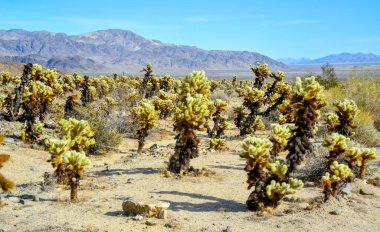 Oyuncak ayı cholla (Cylindropuntia bigelovii). Joshua Tree Ulusal Parkı 'ndaki Cholla Kaktüs Bahçesi. Kaliforniya
