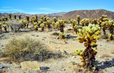 Oyuncak ayı cholla (Cylindropuntia bigelovii). Joshua Tree Ulusal Parkı 'ndaki Cholla Kaktüs Bahçesi. Kaliforniya