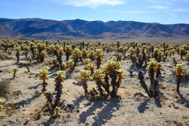 Teddy bear cholla (Cylindropuntia bigelovii). Cholla Cactus Garden at Joshua Tree National Park. California