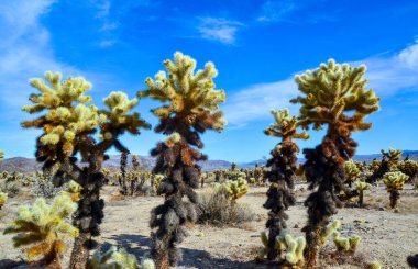 Oyuncak ayı cholla (Cylindropuntia bigelovii). Joshua Tree Ulusal Parkı 'ndaki Cholla Kaktüs Bahçesi. Kaliforniya