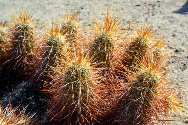 Taşların arasındaki kaktüsler grubu - Echinocereus engelmanii, Joshua Tree Ulusal Parkı, Kaliforniya