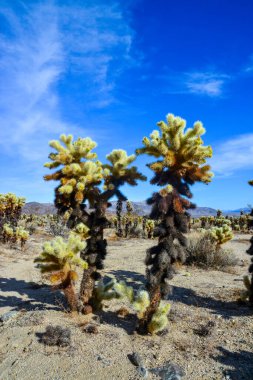 Oyuncak ayı cholla (Cylindropuntia bigelovii). Joshua Tree Ulusal Parkı 'ndaki Cholla Kaktüs Bahçesi. Kaliforniya