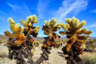 Oyuncak ayı cholla (Cylindropuntia bigelovii). Joshua Tree Ulusal Parkı 'ndaki Cholla Kaktüs Bahçesi. Kaliforniya