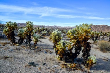 Oyuncak ayı cholla (Cylindropuntia bigelovii). Joshua Tree Ulusal Parkı 'ndaki Cholla Kaktüs Bahçesi. Kaliforniya