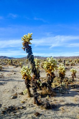 Oyuncak ayı cholla (Cylindropuntia bigelovii). Joshua Tree Ulusal Parkı 'ndaki Cholla Kaktüs Bahçesi. Kaliforniya