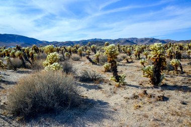 Oyuncak ayı cholla (Cylindropuntia bigelovii). Joshua Tree Ulusal Parkı 'ndaki Cholla Kaktüs Bahçesi. Kaliforniya