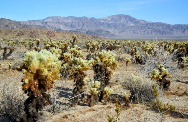 Oyuncak ayı cholla (Cylindropuntia bigelovii). Joshua Tree Ulusal Parkı 'ndaki Cholla Kaktüs Bahçesi. Kaliforniya