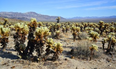 Oyuncak ayı cholla (Cylindropuntia bigelovii). Joshua Tree Ulusal Parkı 'ndaki Cholla Kaktüs Bahçesi. Kaliforniya