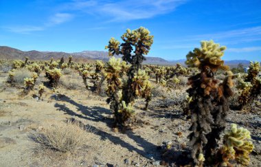 Oyuncak ayı cholla (Cylindropuntia bigelovii). Joshua Tree Ulusal Parkı 'ndaki Cholla Kaktüs Bahçesi. Kaliforniya