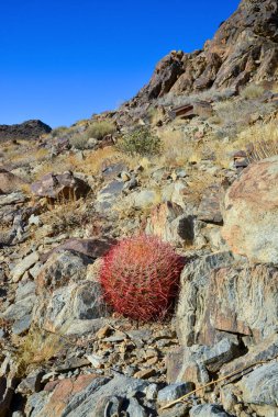 Kaktüslü çöl manzarası. Çöl fıçısı kaktüsü Ferocactus silindirius, Joshua Tree Ulusal Parkı, Güney Kaliforniya